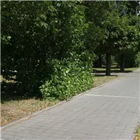 SEMMELROCK CITYTOP Kvadrant / dlažba se zkosenou hranou 20x20x8 cm - šedá