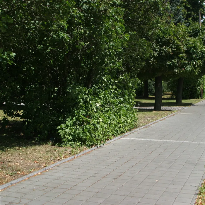 SEMMELROCK CITYTOP Kvadrant / dlažba se zkosenou hranou 20x20x8 cm - šedá