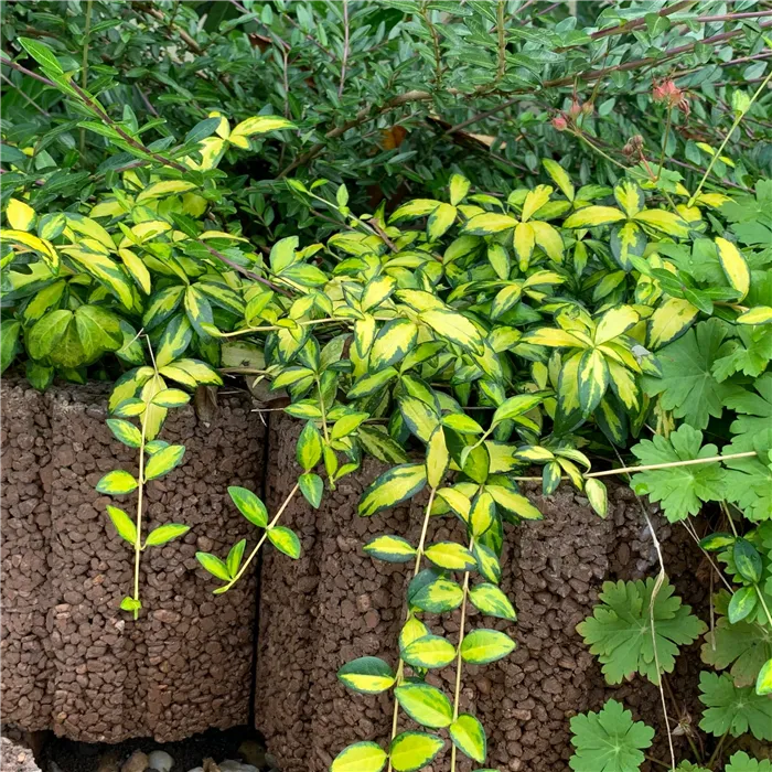 SEMMELROCK RUNDFLOR / svahová tvarovka 30x25x20 cm, kruhová malá, hrubý povrch - hnědá