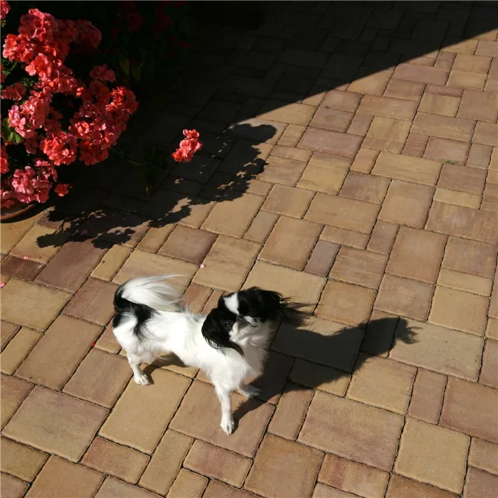 SEMMELROCK RHODOS Elegant Kombi / dlažba s hladkým povrchem, výška 6 cm, mírně zvlněné hrany - triomix podzim